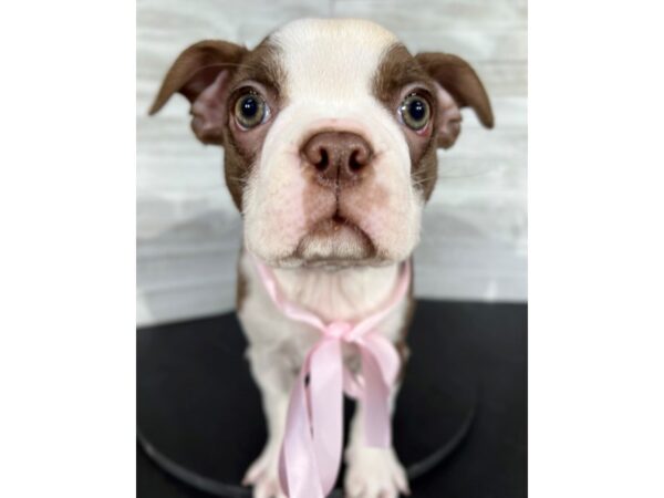 Boston Terrier-DOG-Female-Red / White-4256-Petland Knoxville, Tennessee