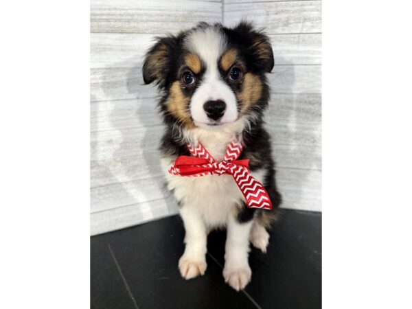 Toy Australian Shepherd-DOG-Female-Tri-Colored-4255-Petland Knoxville, Tennessee