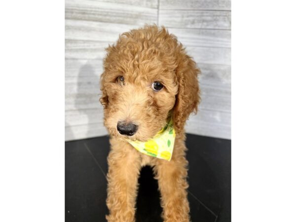 Standard Poodle DOG Female Red / White 4257 Petland Knoxville, Tennessee