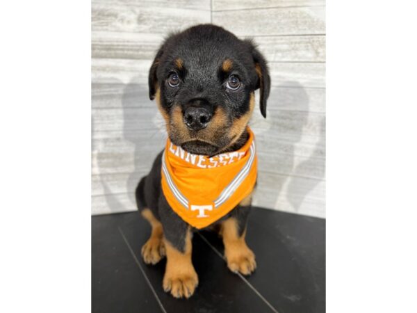 Rottweiler-DOG-Male-Black/Tan-4259-Petland Knoxville, Tennessee