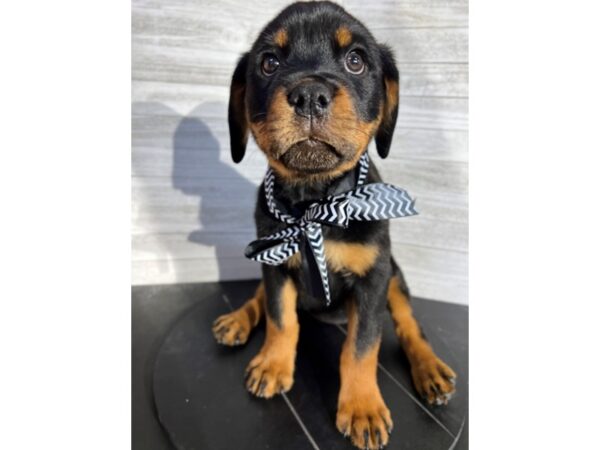 Rottweiler-DOG-Female-Black/Tan-4258-Petland Knoxville, Tennessee
