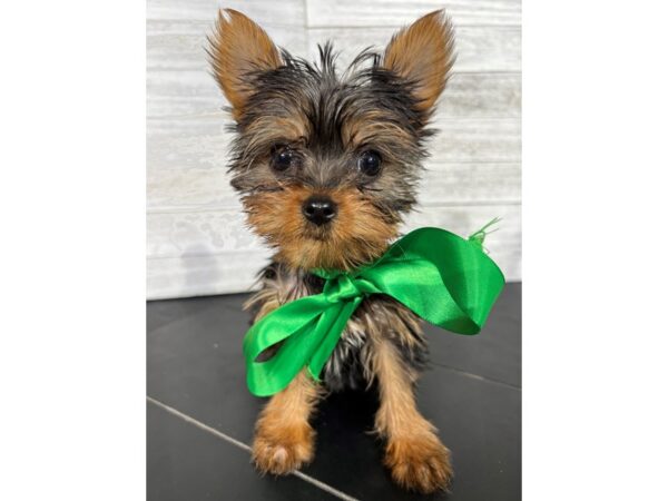 Yorkshire Terrier-DOG-Female-Black/Tan-4265-Petland Knoxville, Tennessee