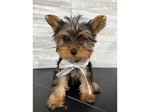 Yorkshire Terrier-DOG-Female-Black/Tan-4266-Petland Knoxville, Tennessee