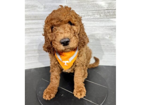 Goldendoodle-DOG-Male-Red-4263-Petland Knoxville, Tennessee