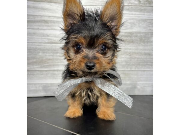 Yorkshire Terrier-DOG-Female-Black / Tan-4264-Petland Knoxville, Tennessee