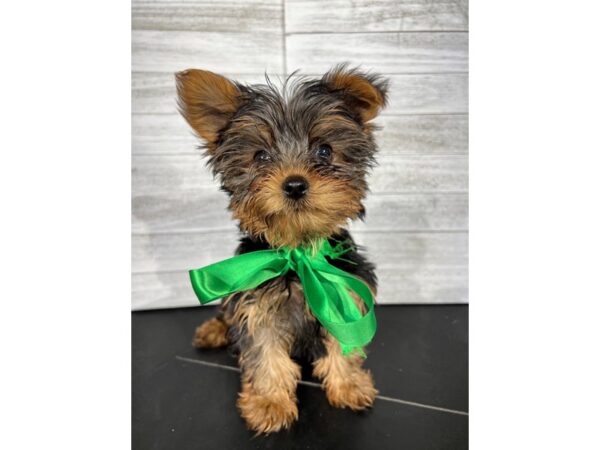 Yorkshire Terrier-DOG-Male-Black/Tan-4267-Petland Knoxville, Tennessee