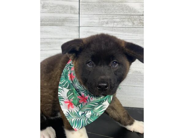 Akita-DOG-Female-Sable / White-4279-Petland Knoxville, Tennessee