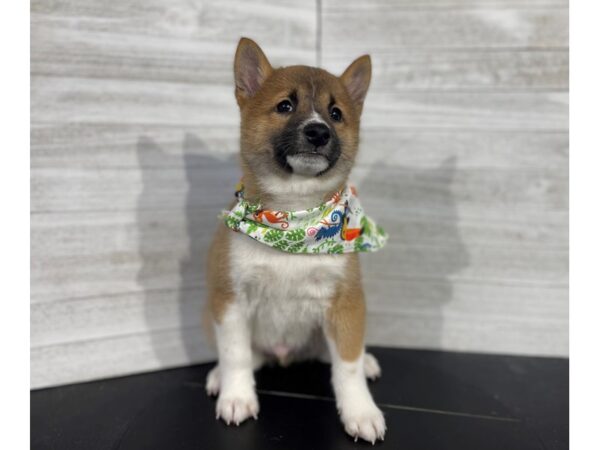 Shiba Inu-DOG-Male-Red Sesame-4273-Petland Knoxville, Tennessee