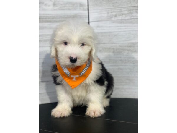 Old English Sheepdog-DOG-Male-Black / White-4271-Petland Knoxville, Tennessee