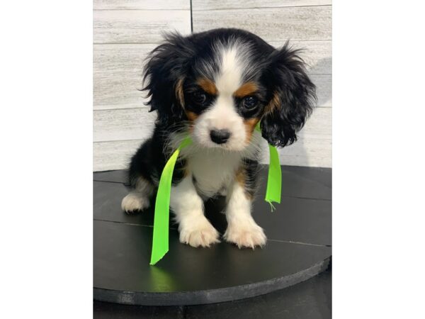 Cavalier King Charles Spaniel-DOG-Male-Black White / Tan-4278-Petland Knoxville, Tennessee
