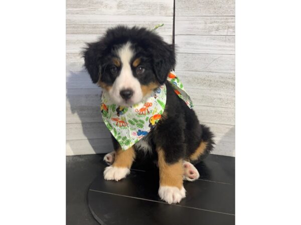 Bernese Mountain Dog-DOG-Male-Tri-Colored-4270-Petland Knoxville, Tennessee