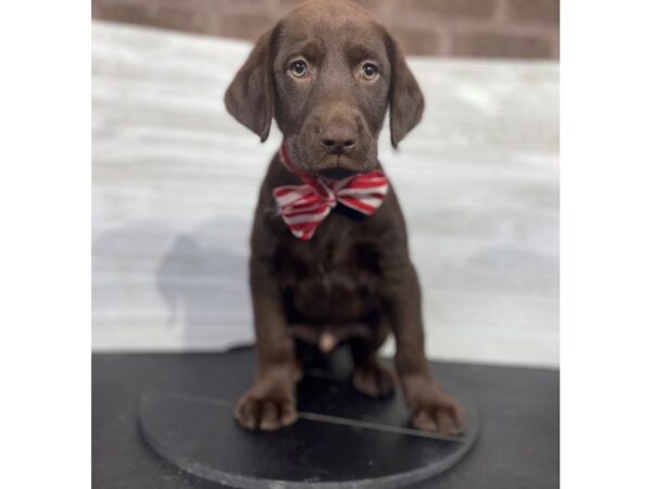 Labrador Retriever-DOG-Male-Chocolate-4282-Petland Knoxville, Tennessee