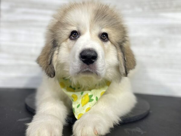 Great Pyrenees-DOG-Female-White-4285-Petland Knoxville, Tennessee