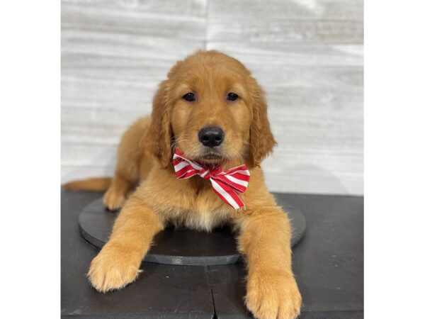 Golden Retriever-DOG-Male-Golden-4291-Petland Knoxville, Tennessee