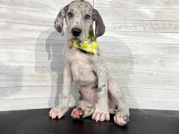 Great Dane-DOG-Female-Merlequin-4293-Petland Knoxville, Tennessee