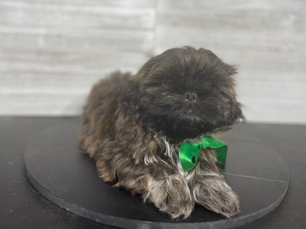 Shih Tzu-DOG-Male-Brown-4290-Petland Knoxville, Tennessee