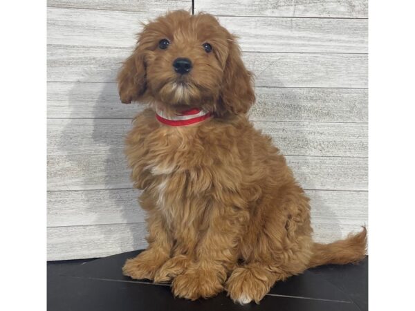 Mini Goldendoodle-DOG-Female-Red-4284-Petland Knoxville, Tennessee