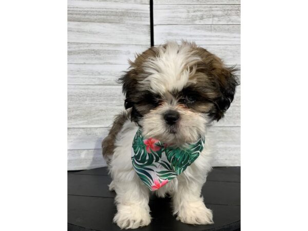 Shih Tzu-DOG-Male-Brindle&White-4297-Petland Knoxville, Tennessee