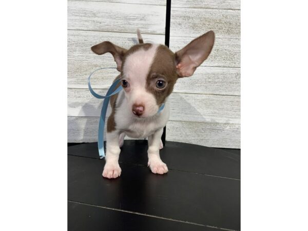 Chihuahua-DOG-Male-Brown / White-4301-Petland Knoxville, Tennessee