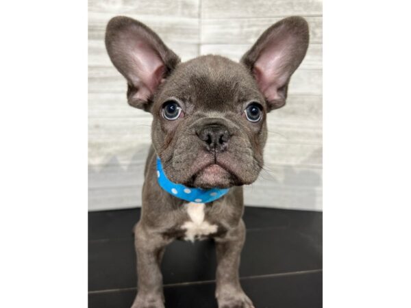 French Bulldog-DOG-Male-Blue-4298-Petland Knoxville, Tennessee