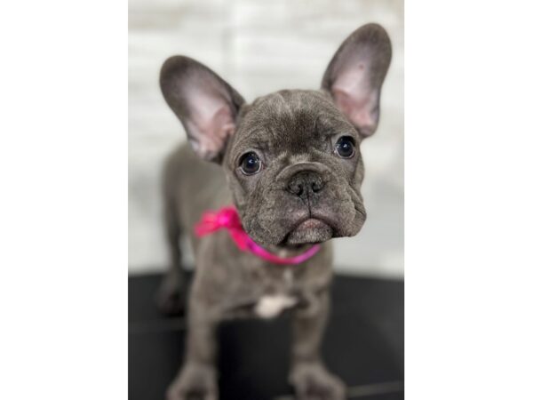 French Bulldog-DOG-Female-Blue-4300-Petland Knoxville, Tennessee