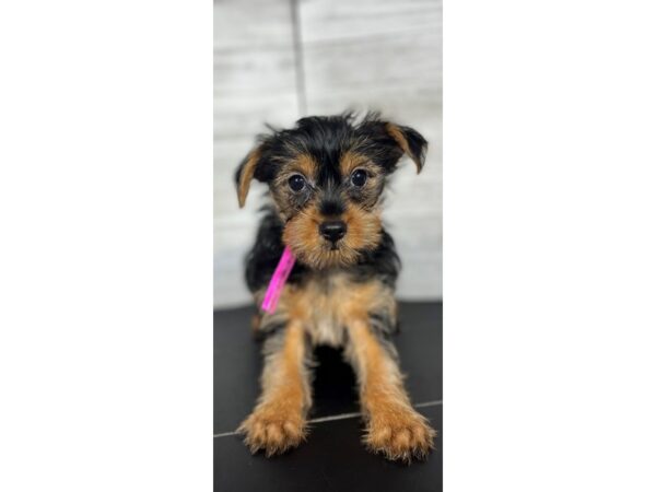 Yorkshire Terrier-DOG-Female-Black/Tan-4295-Petland Knoxville, Tennessee