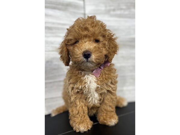 F1B Cockapoo DOG Female Apricot 4315 Petland Knoxville, Tennessee