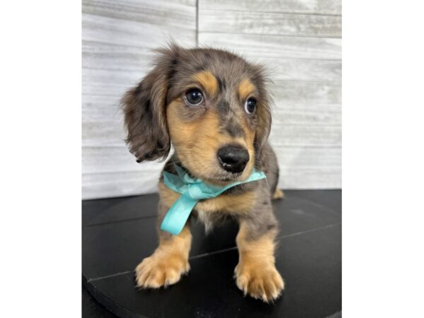 Dachshund DOG Male silver dapple 4306 Petland Knoxville, Tennessee