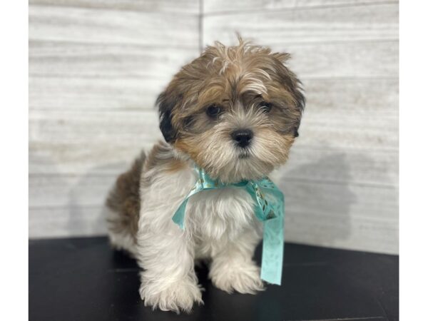 Shorkie-DOG-Male-Gold / White-4294-Petland Knoxville, Tennessee