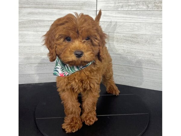 Cavapoo-DOG-Male-RED-4312-Petland Knoxville, Tennessee