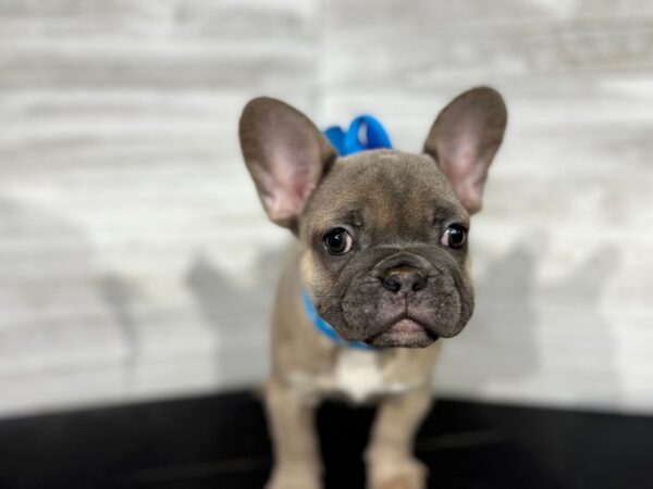 French Bulldog-DOG-Male-BLUE FAWN-4299-Petland Knoxville, Tennessee