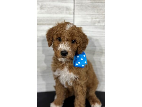 Goldendoodle Mini 2nd Gen-DOG-Male-Apricot-4304-Petland Knoxville, Tennessee