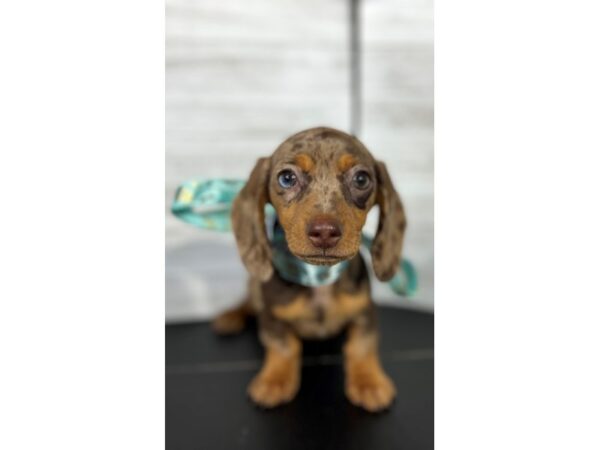 Dachshund DOG Female Red Dapple 4320 Petland Knoxville, Tennessee