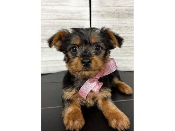 Silky Terrier-DOG-Female-Black / Tan-4318-Petland Knoxville, Tennessee