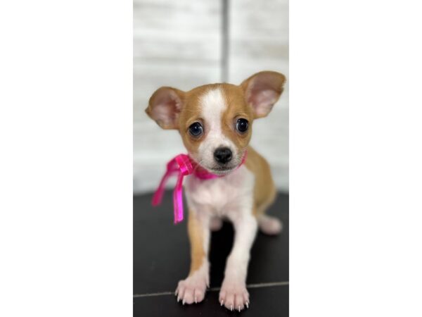 Chihuahua-DOG-Female-Fawn-4317-Petland Knoxville, Tennessee