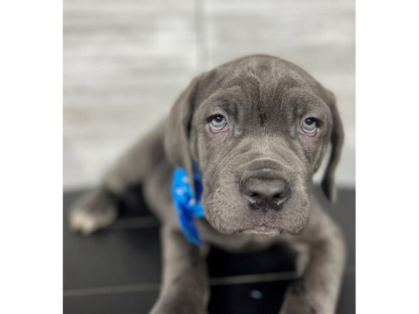 Neapolitan Mastiff-DOG-Male-Blue-4319-Petland Knoxville, Tennessee