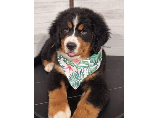 Bernese Mountain Dog-DOG-Female-Tri-Colored-4323-Petland Knoxville, Tennessee