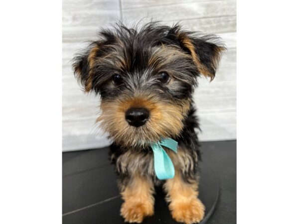 Yorkshire Terrier-DOG-Male-Black/Tan-4310-Petland Knoxville, Tennessee