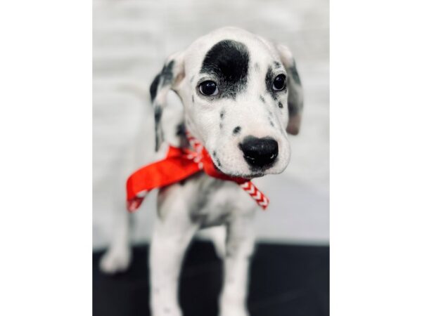 Dalmatian-DOG-Male-White / Black-4333-Petland Knoxville, Tennessee