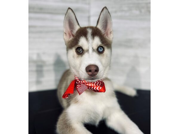Siberian Husky-DOG-Male-Red / White-4331-Petland Knoxville, Tennessee