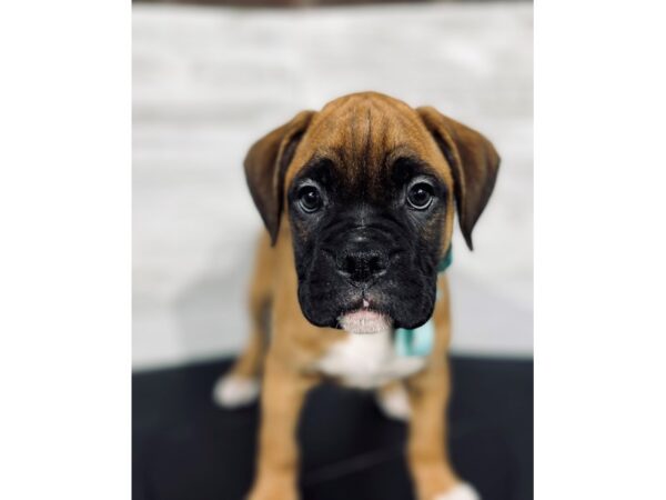 Boxer-DOG-Male-Fawn-4325-Petland Knoxville, Tennessee