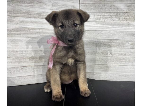 Norwegian Elkhound-DOG-Female-Gray-4340-Petland Knoxville, Tennessee