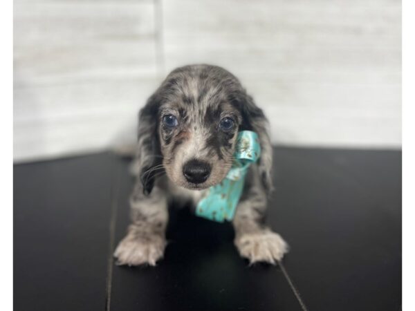 Dachshund DOG Male Silver Dapple 4343 Petland Knoxville, Tennessee