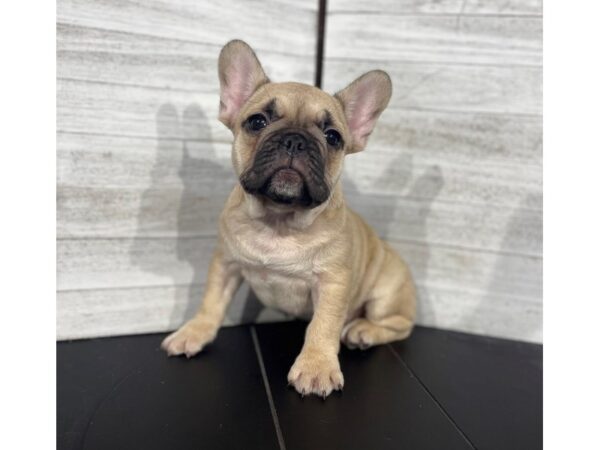 French Bulldog DOG Female Fawn 4336 Petland Knoxville, Tennessee