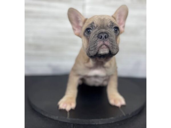 French Bulldog-DOG-Female-Blue Fawn-4335-Petland Knoxville, Tennessee