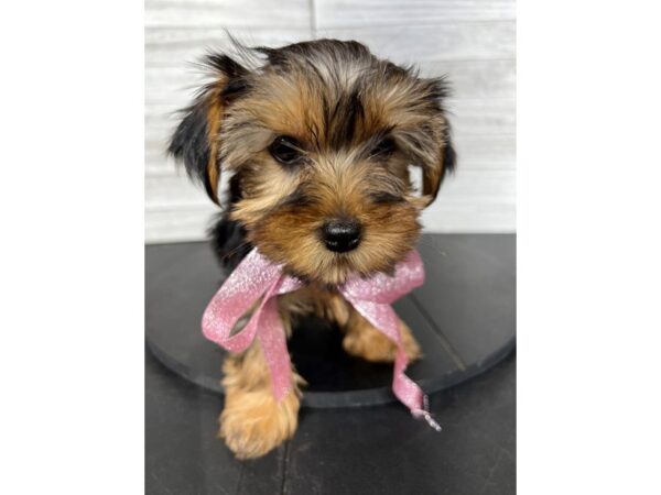 Yorkshire Terrier-DOG-Female-Black / Tan-4349-Petland Knoxville, Tennessee