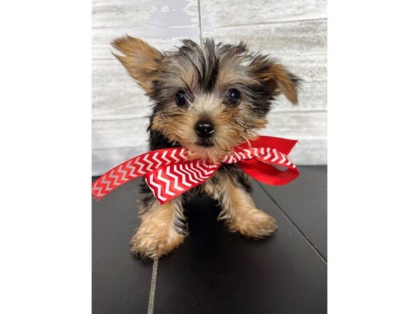 Yorkshire Terrier-DOG-Female-Black / Tan-4348-Petland Knoxville, Tennessee