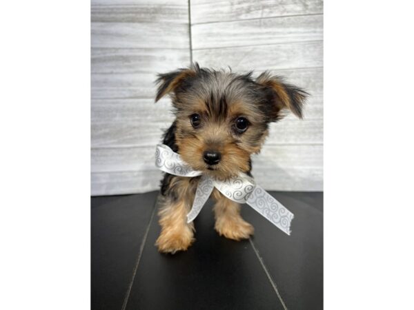 Yorkshire Terrier-DOG-Female-Black / Tan-4350-Petland Knoxville, Tennessee