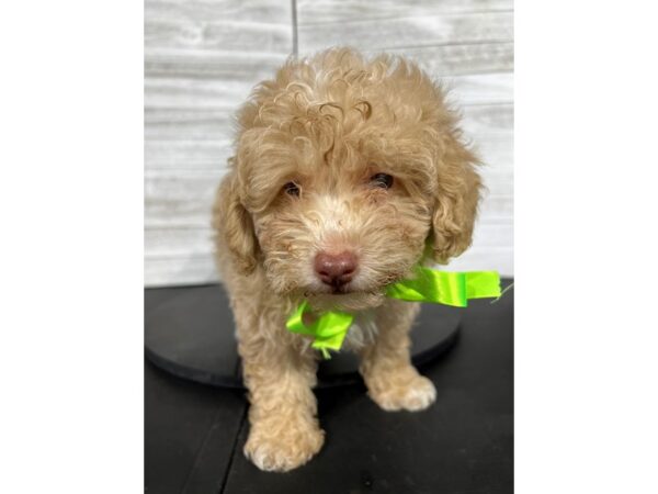 Miniature Poodle-DOG-Male-Apricot-4352-Petland Knoxville, Tennessee