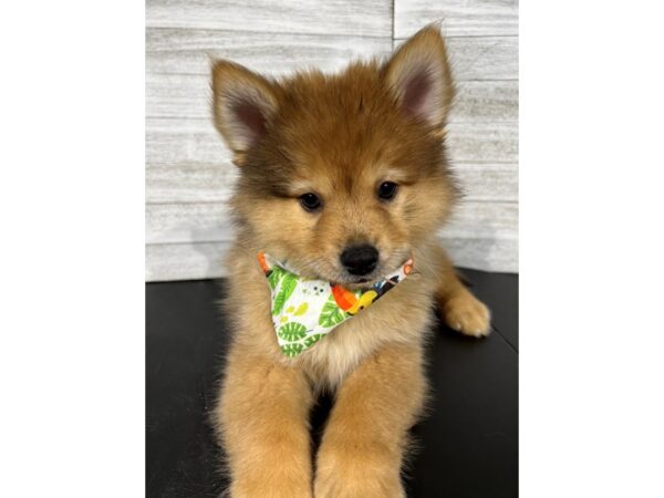 Pomsky/Chow Chow DOG Male Red Sable 4344 Petland Knoxville, Tennessee
